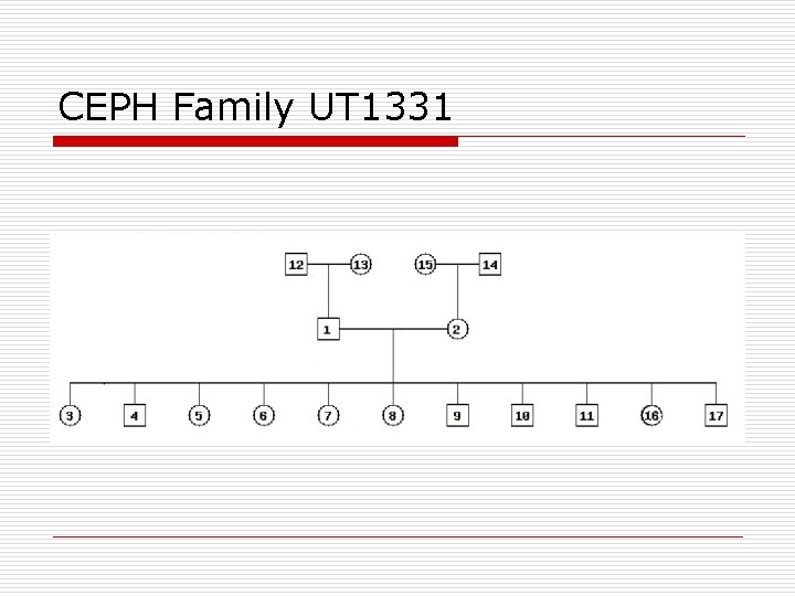 CEPH Family UT 1331 