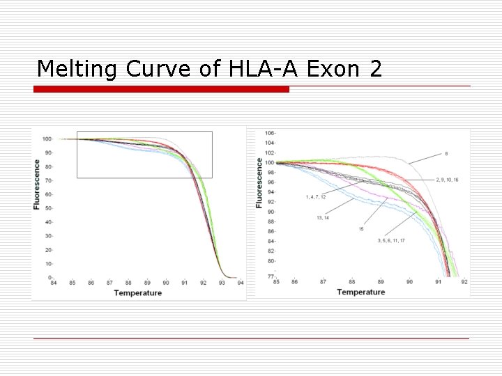 Melting Curve of HLA-A Exon 2 