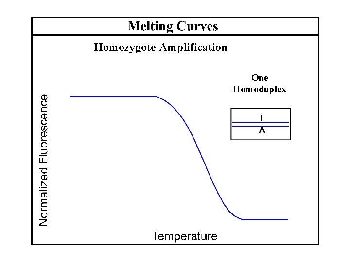 Homozygote Amplification One Homoduplex 