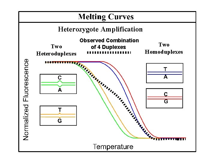 Heterozygote Amplification Two Heteroduplexes Observed Combination of 4 Duplexes Two Homoduplexes 