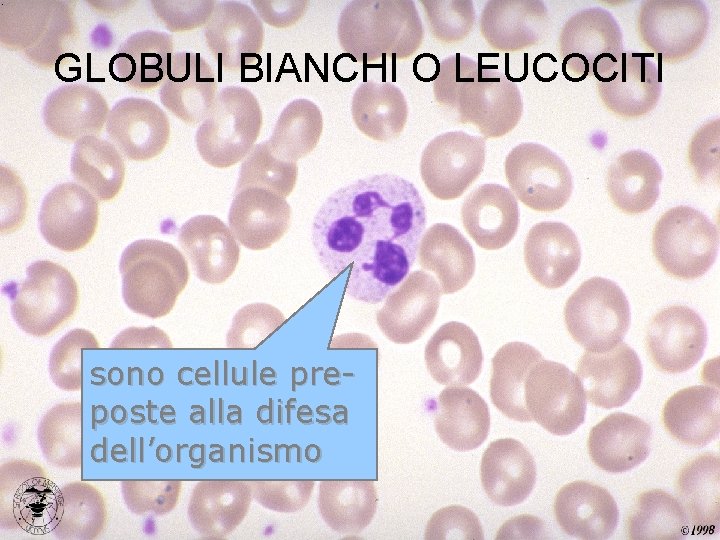GLOBULI BIANCHI O LEUCOCITI sono cellule preposte alla difesa dell’organismo 