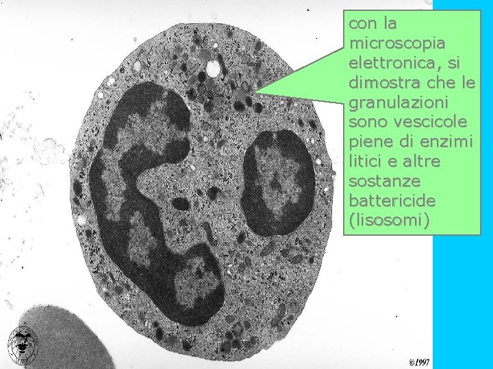 neutrofilo (tem) con la microscopia elettronica, si dimostra che le granulazioni sono vescicole piene