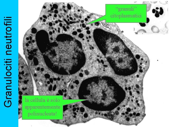 Granulociti neutrofili “granuli” citoplasmatici la cellula è solo apparentemente polinucleata! 