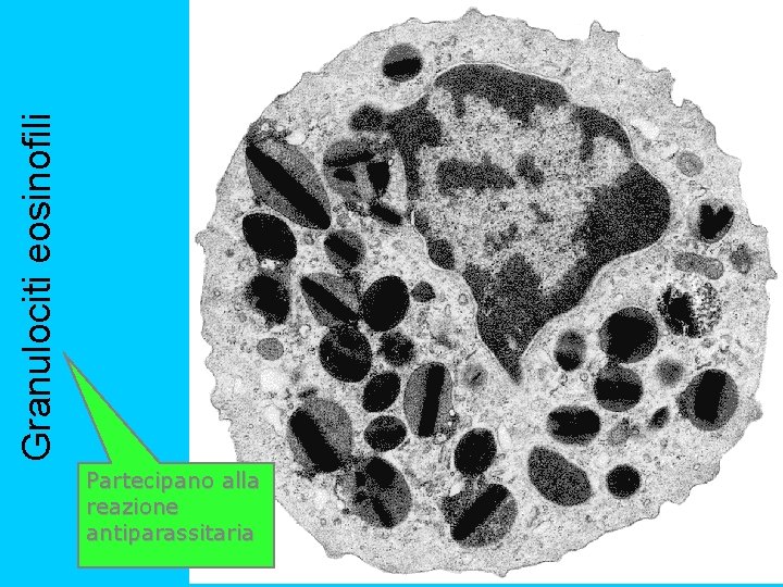 Granulociti eosinofili Partecipano alla reazione antiparassitaria 