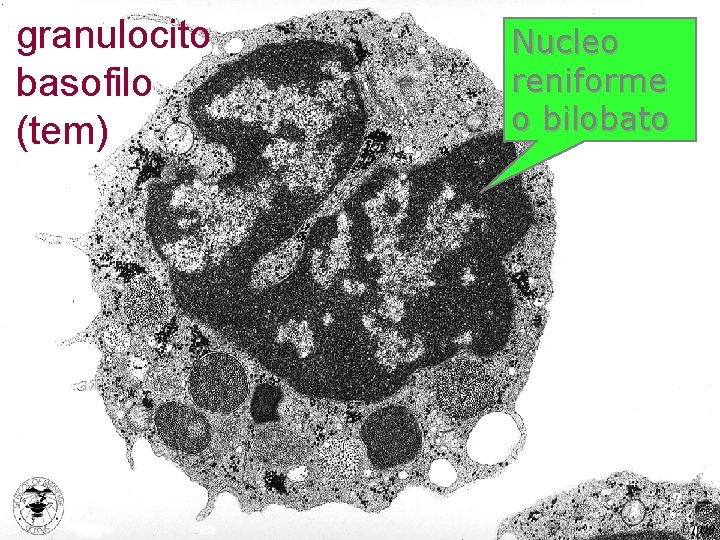 granulocito basofilo (tem) Nucleo reniforme o bilobato 