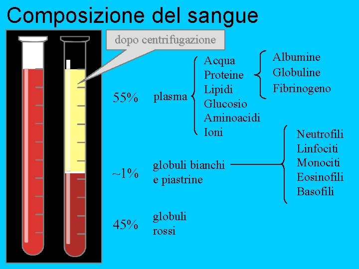 Composizione del sangue dopo centrifugazione 55% plasma Acqua Proteine Lipidi Glucosio Aminoacidi Ioni ~1%