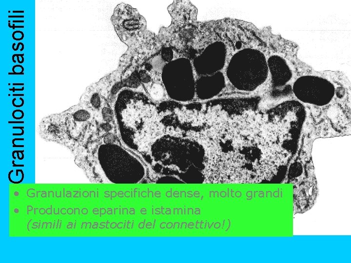 Granulociti basofili • Granulazioni specifiche dense, molto grandi • Producono eparina e istamina (simili