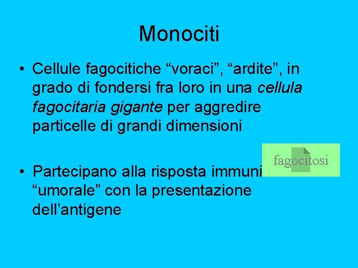 Monociti • Cellule fagocitiche “voraci”, “ardite”, in grado di fondersi fra loro in una