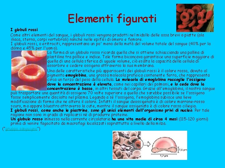 Elementi figurati I globuli rossi Come altri elementi del sangue, i globuli rossi vengono