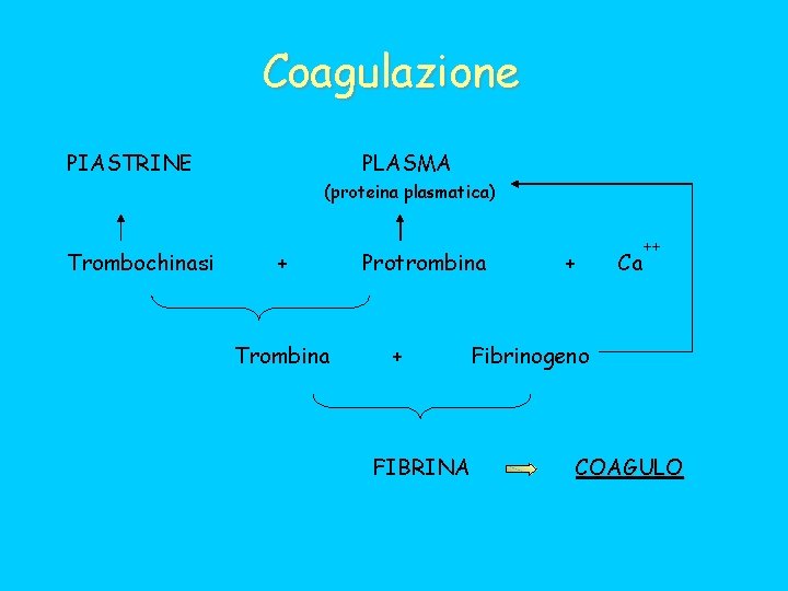 Coagulazione PIASTRINE PLASMA (proteina plasmatica) Trombochinasi + Trombina Protrombina + FIBRINA + Ca ++