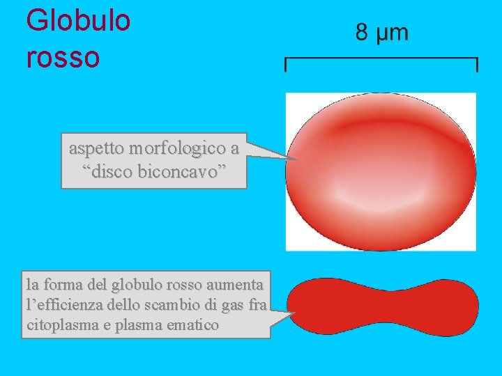 Globulo rosso aspetto morfologico a “disco biconcavo” la forma del globulo rosso aumenta l’efficienza
