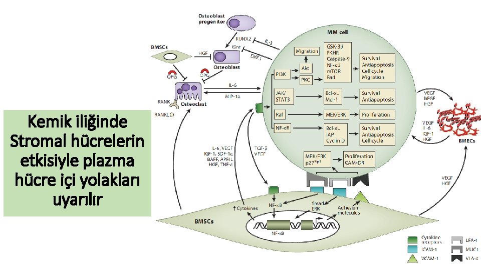 Kemik iliğinde Stromal hücrelerin etkisiyle plazma hücre içi yolakları uyarılır 10 