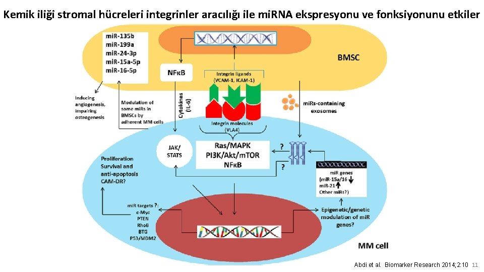 Kemik iliği stromal hücreleri integrinler aracılığı ile mi. RNA ekspresyonu ve fonksiyonunu etkiler Abdi