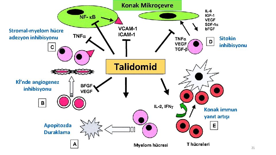 Konak Mikroçevre Stromal-myelom hücre adezyon inhibisyonu Sitokin inhibisyonu Talidomid Kİ’nde angiogenez inhibisyonu Konak immun