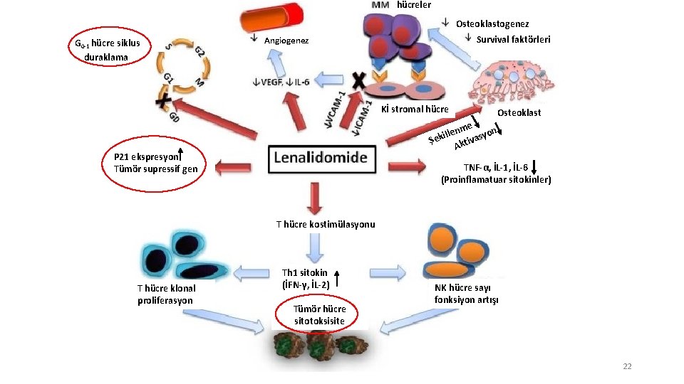 hücreler Osteoklastogenez G 0 -1 hücre siklus duraklama Survival faktörleri Angiogenez Kİ stromal hücre