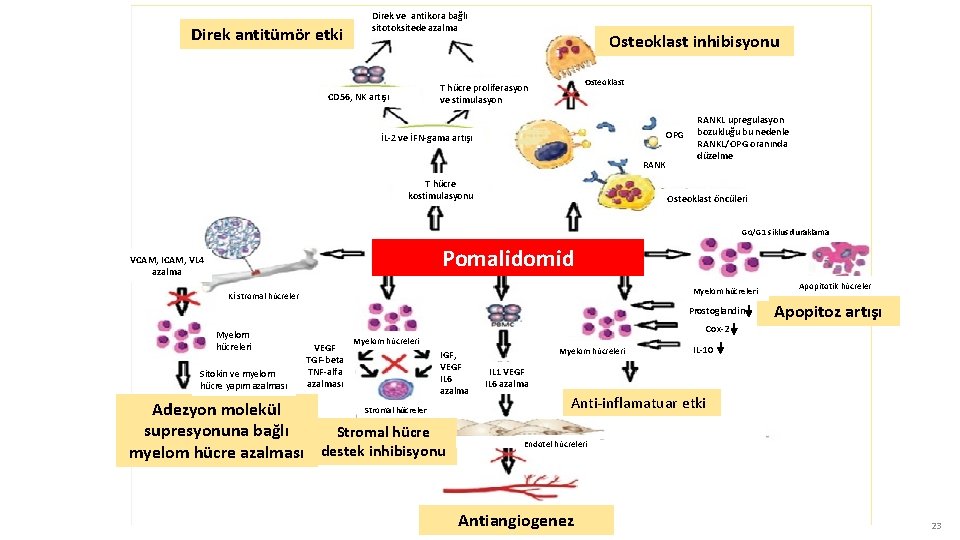 Direk antitümör etki Direk ve antikora bağlı sitotoksitede azalma Osteoklast inhibisyonu Osteoklast T hücre
