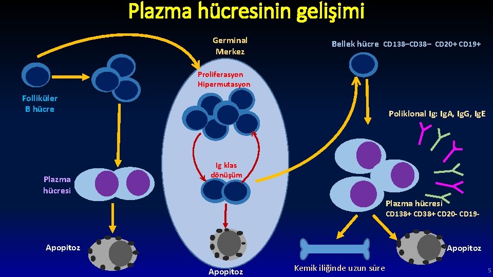 Plazma hücresinin gelişimi Germinal Merkez Bellek hücre CD 138–CD 38– CD 20+ CD 19+