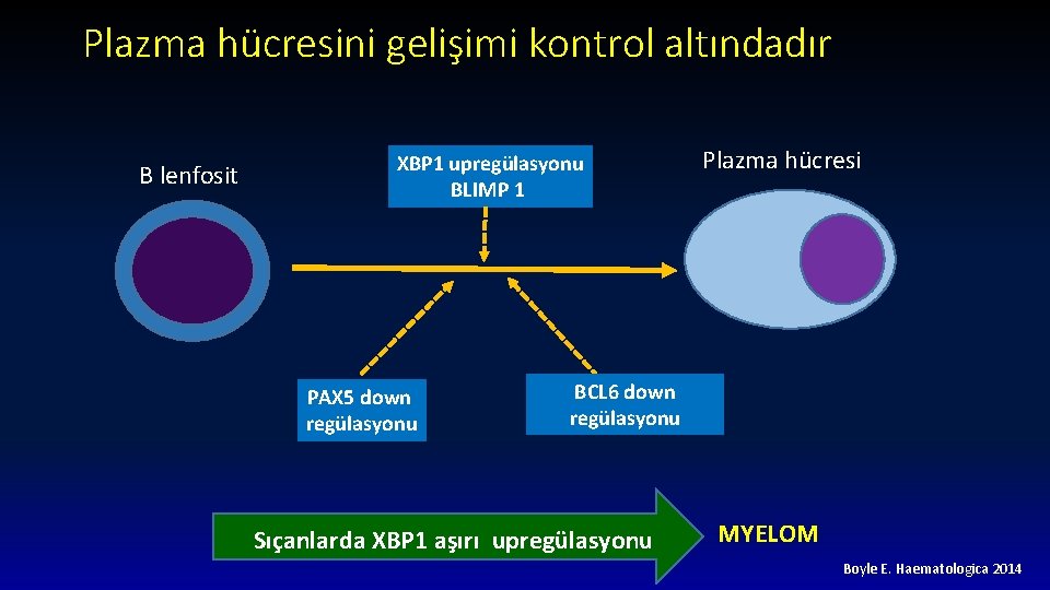 Plazma hücresini gelişimi kontrol altındadır B lenfosit XBP 1 upregülasyonu BLIMP 1 PAX 5