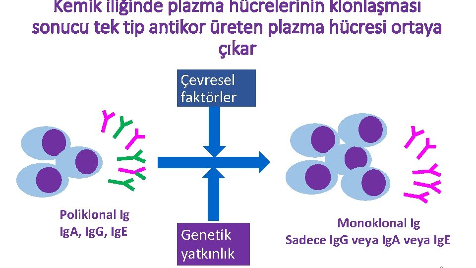 Kemik iliğinde plazma hücrelerinin klonlaşması sonucu tek tip antikor üreten plazma hücresi ortaya çıkar