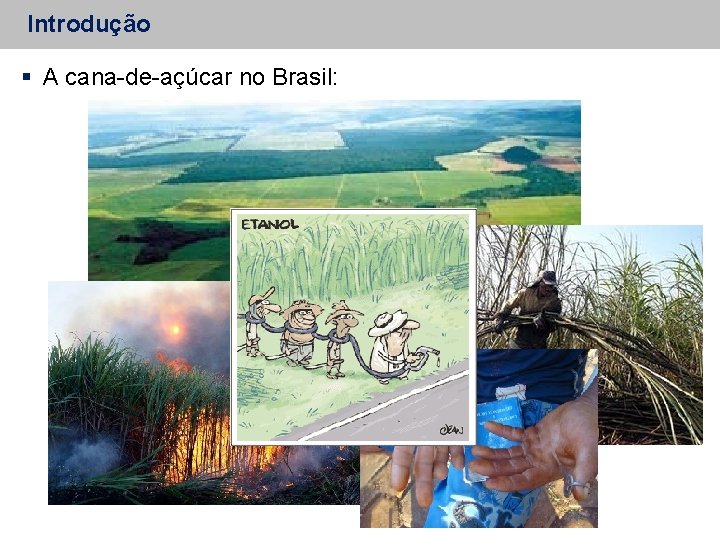 Introdução A cana-de-açúcar no Brasil: 