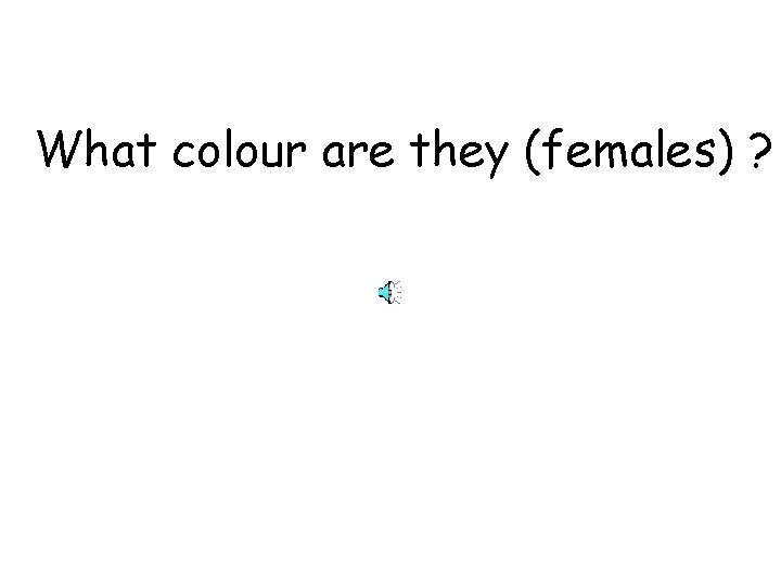 What colour are they (females) ? 