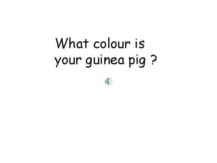 What colour is your guinea pig ? 