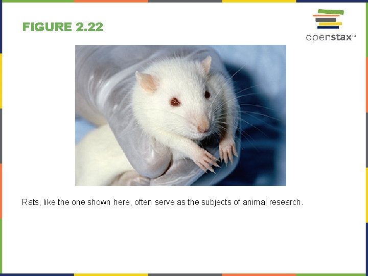 FIGURE 2. 22 Rats, like the one shown here, often serve as the subjects