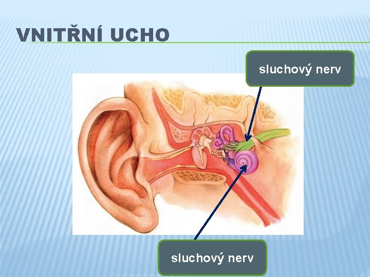 VNITŘNÍ UCHO sluchový nerv 