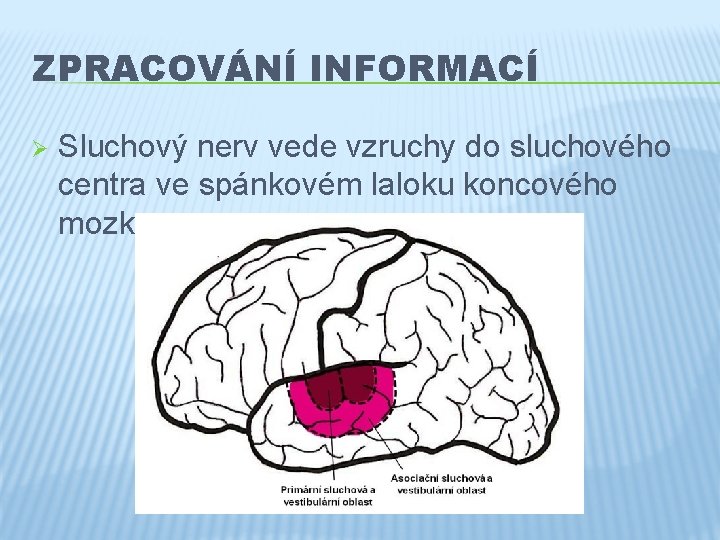 ZPRACOVÁNÍ INFORMACÍ Ø Sluchový nerv vede vzruchy do sluchového centra ve spánkovém laloku koncového