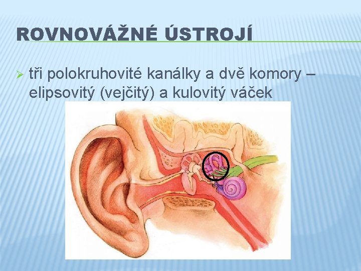 ROVNOVÁŽNÉ ÚSTROJÍ Ø tři polokruhovité kanálky a dvě komory – elipsovitý (vejčitý) a kulovitý