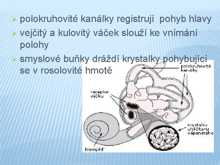 polokruhovité kanálky registrují pohyb hlavy Ø vejčitý a kulovitý váček slouží ke vnímání polohy