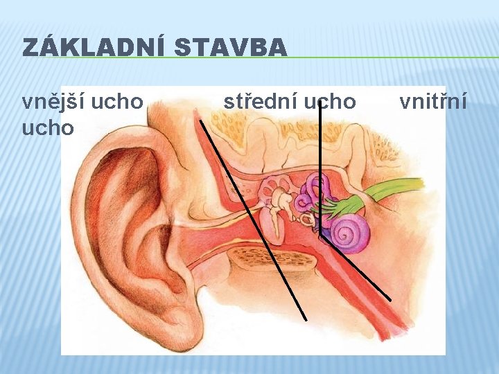 ZÁKLADNÍ STAVBA vnější ucho střední ucho vnitřní 