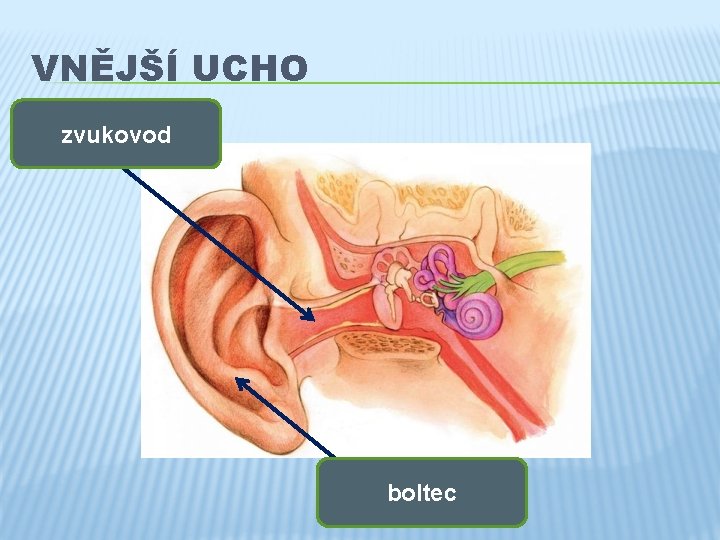 VNĚJŠÍ UCHO zvukovod boltec 