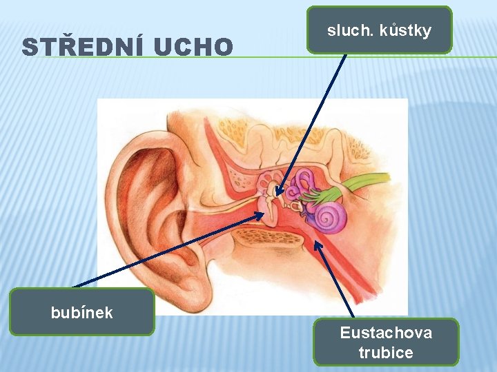 STŘEDNÍ UCHO sluch. kůstky bubínek Eustachova trubice 