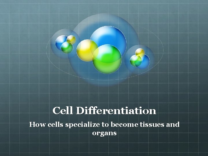 Cell Differentiation How cells specialize to become tissues and organs 