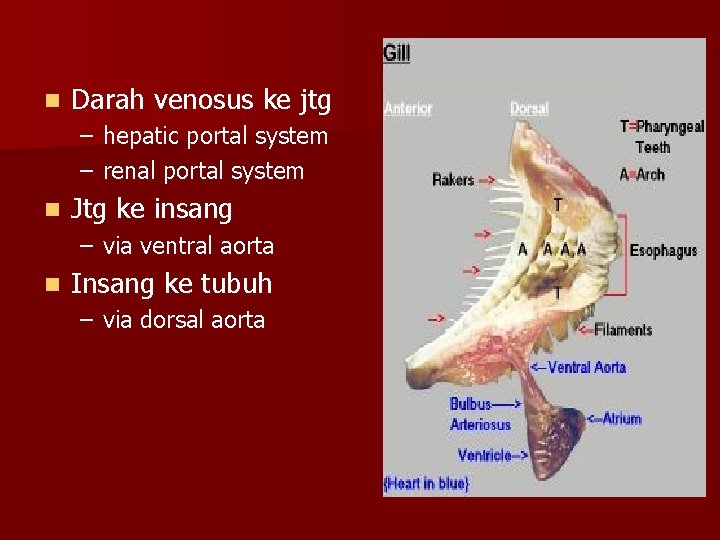 n Darah venosus ke jtg – hepatic portal system – renal portal system n