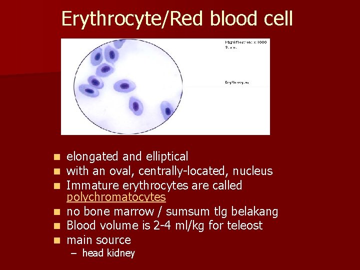 Erythrocyte/Red blood cell n n n elongated and elliptical with an oval, centrally-located, nucleus