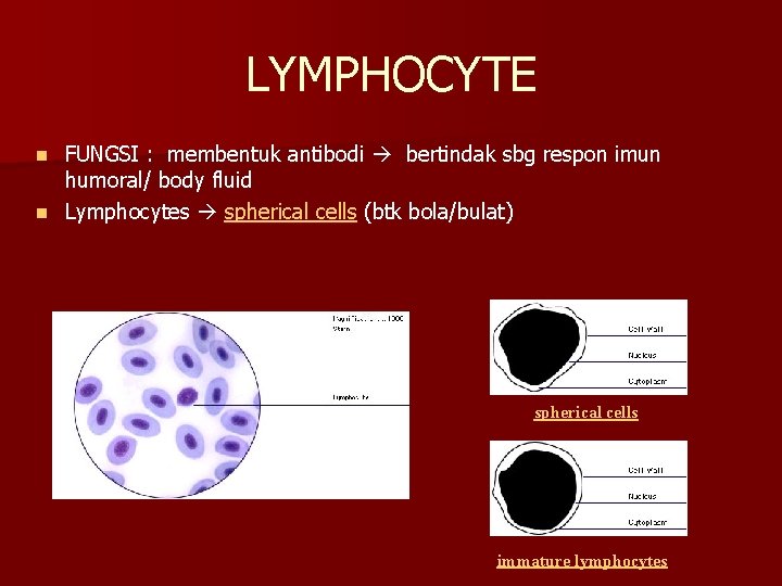LYMPHOCYTE FUNGSI : membentuk antibodi bertindak sbg respon imun humoral/ body fluid n Lymphocytes