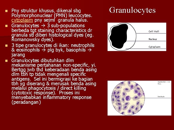 n n Pny struktur khusus, dikenal sbg Polymorphonuclear (PMN) leucocytes. cytoplasm pny sejml granula