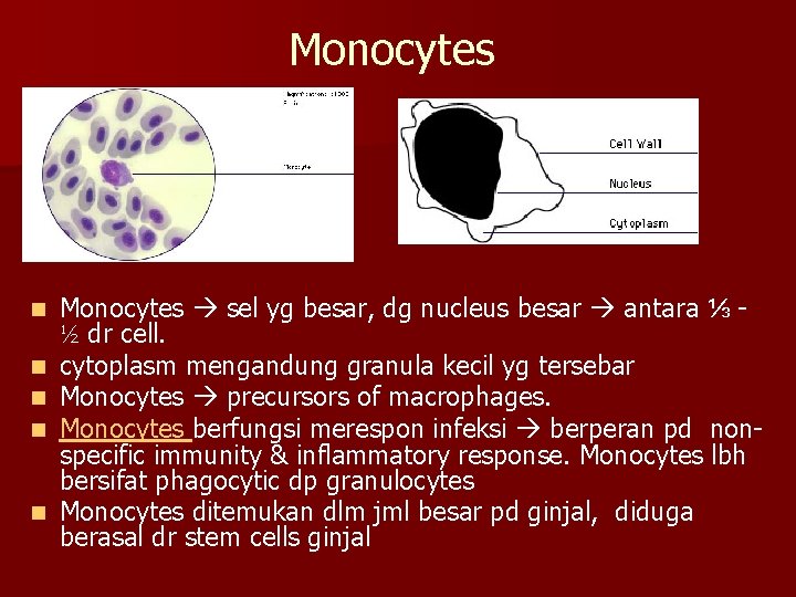 Monocytes n n n Monocytes sel yg besar, dg nucleus besar antara ⅓ ½