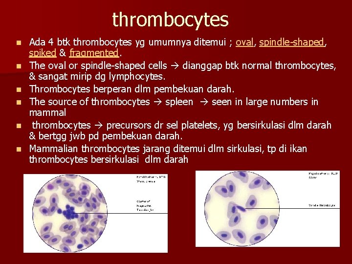 thrombocytes n n n Ada 4 btk thrombocytes yg umumnya ditemui ; oval, spindle-shaped,