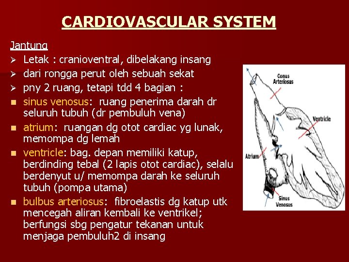 CARDIOVASCULAR SYSTEM Jantung Ø Letak : cranioventral, dibelakang insang Ø dari rongga perut oleh