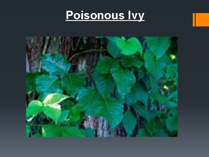 Poisonous Ivy 