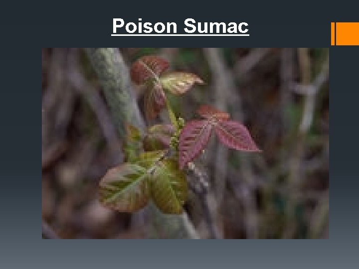 Poison Sumac 