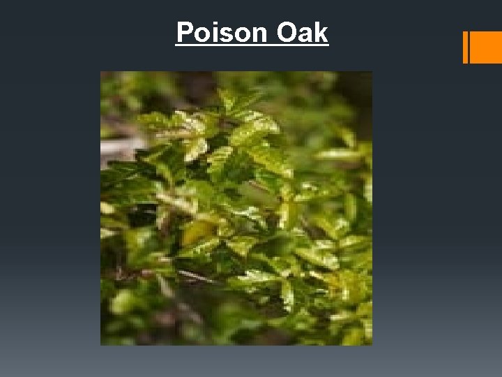 Poison Oak 