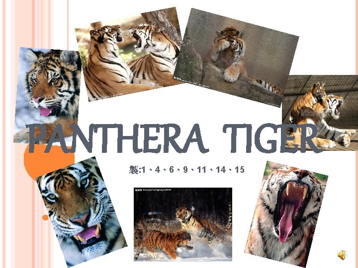 PANTHERA TIGER 製: 1、4、6、9、11、14、15 