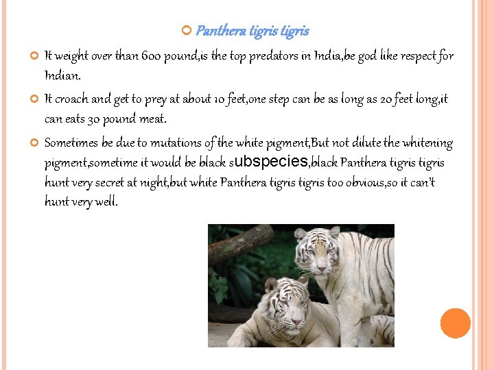  Panthera tigris It weight over than 600 pound, is the top predators in