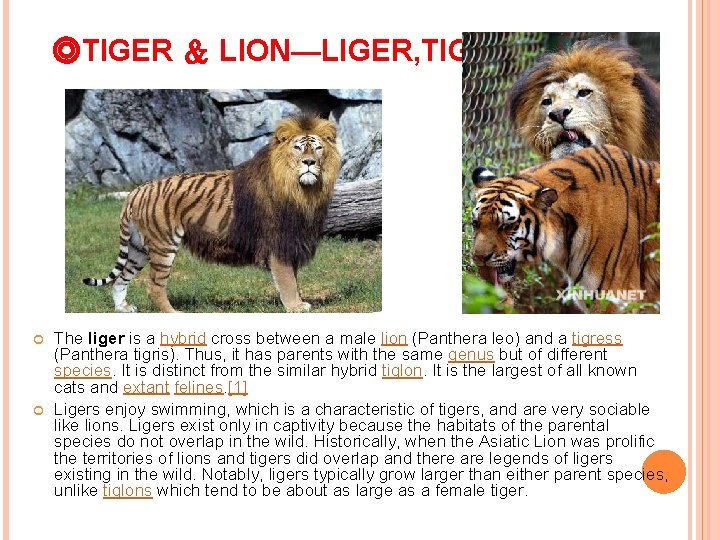 ◎TIGER ＆ LION—LIGER, TIGON The liger is a hybrid cross between a male lion