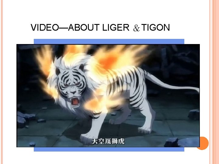 VIDEO—ABOUT LIGER ＆TIGON 