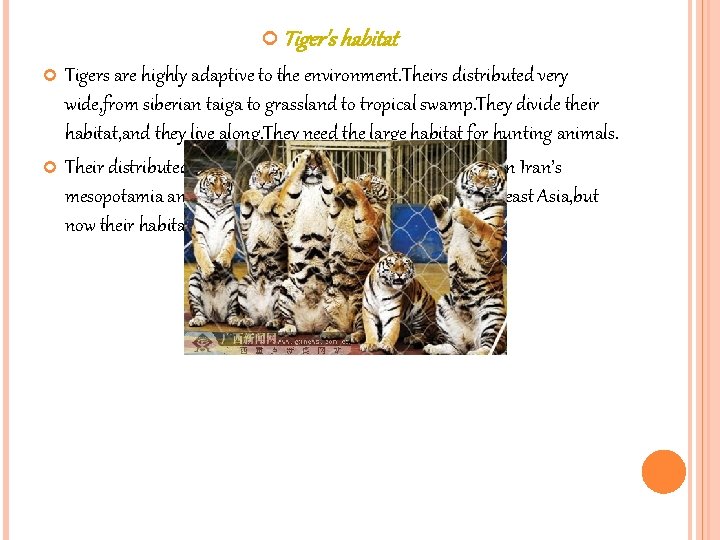  Tiger's habitat Tigers are highly adaptive to the environment. Theirs distributed very wide,
